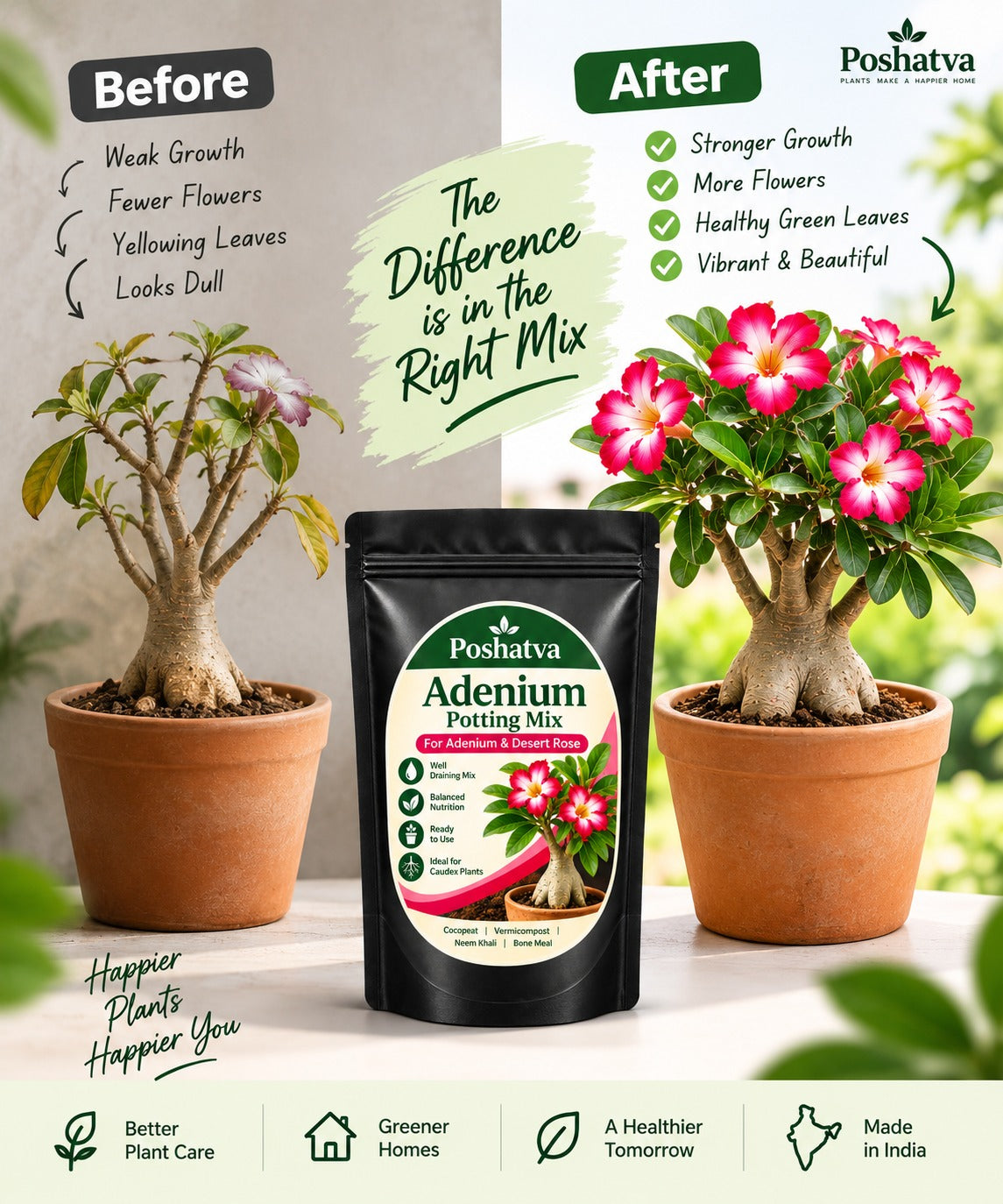 Before and after using Poshatva Adenium Potting Mix