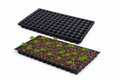 Poshatva 104-cell seedling trays